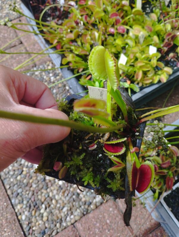 dionaea sunrise
