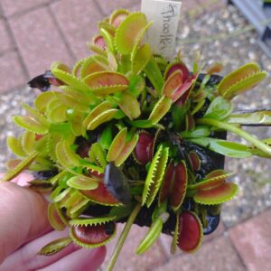 dionaea toothless