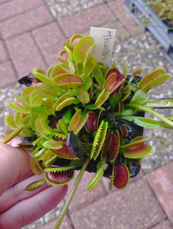 dionaea toothless