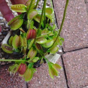 dionaea triffid traps