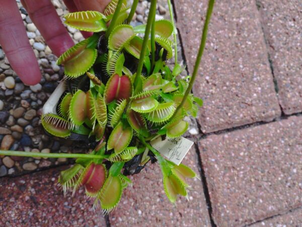 dionaea triffid traps