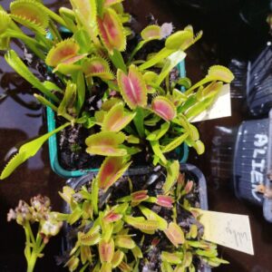 dionaea vitiligo