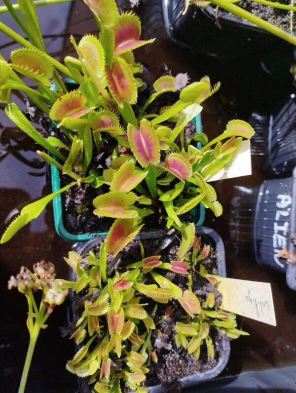 dionaea vitiligo
