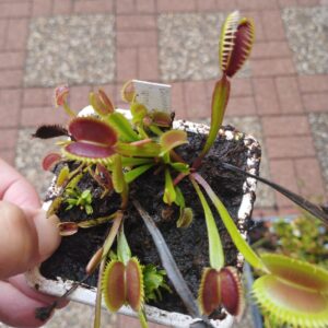 dionaea wine mouth