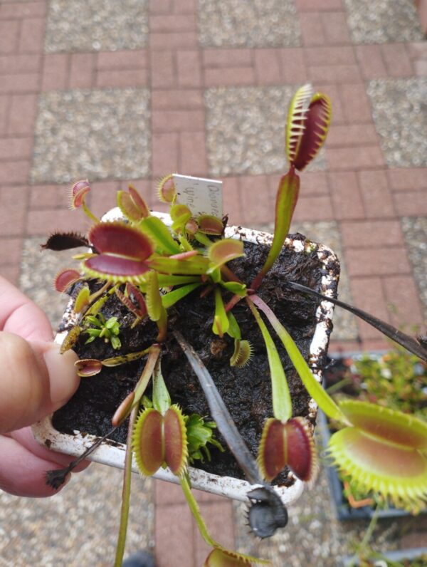 dionaea wine mouth
