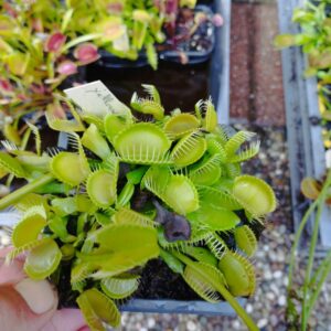 dionaea yellow