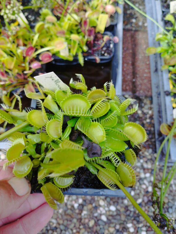 dionaea yellow