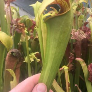 Sarracenia hummer Hammerhead hybride