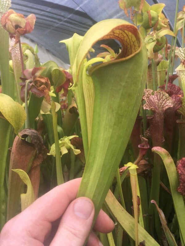 Sarracenia hummer Hammerhead hybride