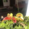Dionaea Muscipula Bulleyes x kim il sung # 2 by Diflora rare in collection – Image 4