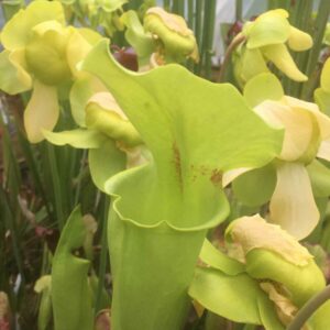 Sarracenia rugelii