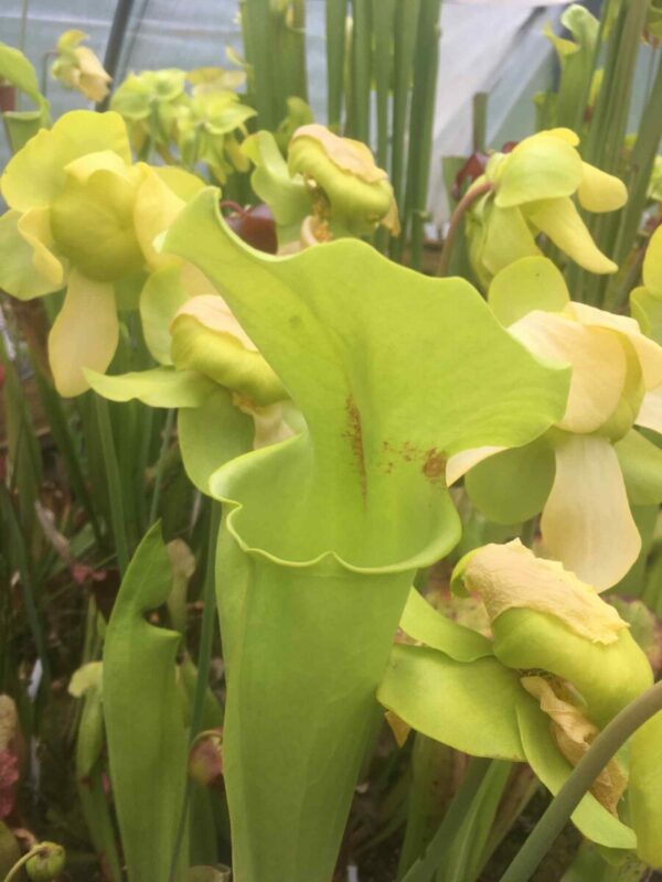 Sarracenia rugelii