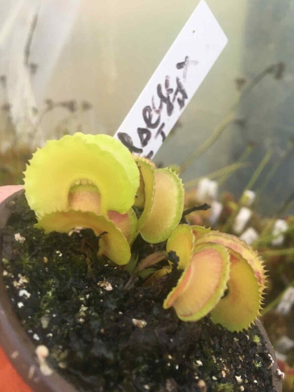 Dionaea Muscipula Bulleyes x kim il sung # 2 by Diflora rare in collection