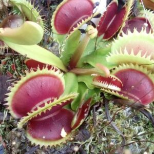 Lots plantes carnivores dionaea Lots 5 plantes X 5 living plants hybrides