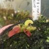 Dionaea Muscipula Bulleyes x kim il sung # 2 by Diflora rare in collection – Image 5