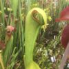 Sarracenia hummer Hammerhead hybride – Image 2