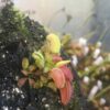 Dionaea Muscipula Bulleyes x kim il sung # 2 by Diflora rare in collection – Image 6