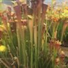 Lots 5 plants semi adultes de sarracenia cultivars hybrides horticoles – Image 4