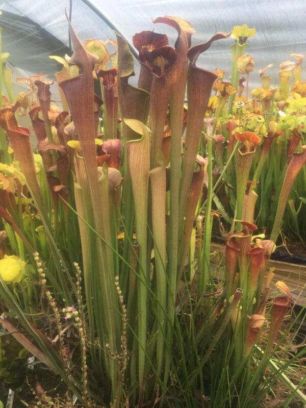 Sarracenia Alata