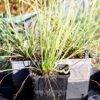 Drosera filiformis var tracyi (3 plantes) – Image 2