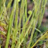 Drosera filiformis var tracyi (3 plantes) – Image 3