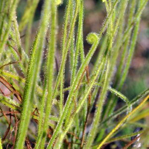 Drosera filiformis var tracyi (3 plantes)