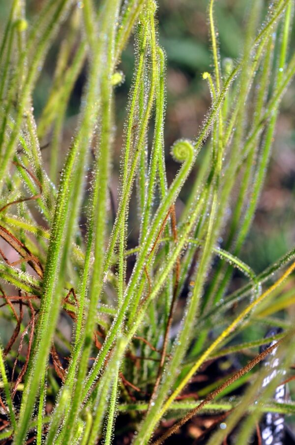 Drosera filiformis var tracyi (3 plantes)