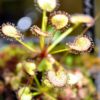Drosera prolifera (3 plantes)(feuilles en forme de coeur) – Image 5