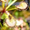 Drosera prolifera (3 plantes)(feuilles en forme de coeur) – Image 4