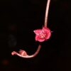 Drosera prolifera (3 plantes)(feuilles en forme de coeur) – Image 6