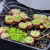 Drosera callistos (2 plantes)(fleurs orange) – Image 3