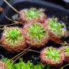 Drosera callistos (2 plantes)(fleurs orange) – Image 2