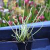Drosera filiformis var tracyi (3 plantes) – Image 5