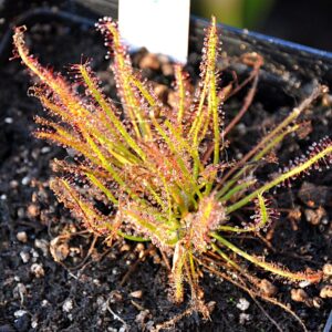 Drosera anglica x filiformis "All Red" (2 plantes)