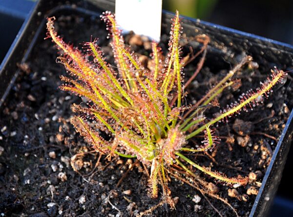 Drosera anglica x filiformis "All Red" (2 plantes)