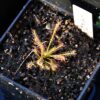 Drosera anglica x filiformis "All Red" (2 plantes) – Image 2