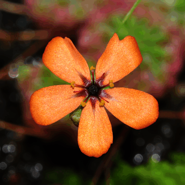Drosera callistos (2 plantes)(fleurs orange)