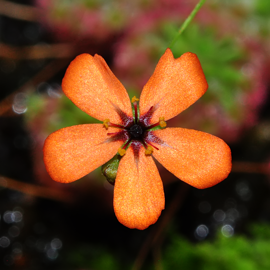 Drosera callistos (2 plantes)(fleurs orange)