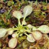Drosera “Andromeda” (D. schizandra x D. prolifera)(3 plantes) – Image 2
