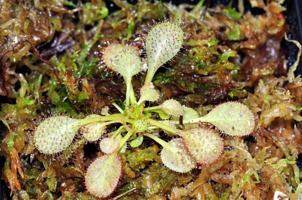Drosera “Andromeda” (D. schizandra x D. prolifera)(3 plantes)