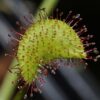 Drosera prolifera (3 plantes)(feuilles en forme de coeur) – Image 2