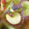 Drosera prolifera (3 plantes)(feuilles en forme de coeur) – Image 3