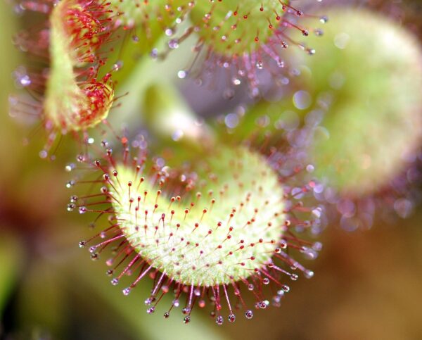 Drosera prolifera (3 plantes)(feuilles en forme de coeur)