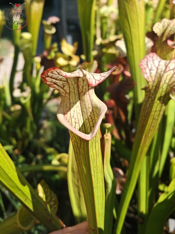 Sarracenia hybride unique LBOB04