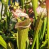 Sarracenia hybride unique LBOB04 – Image 2