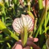 Sarracenia hybride unique LBOB04 – Image 3