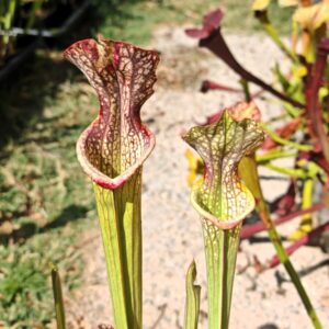 Sarracenia hybride unique LBOB06