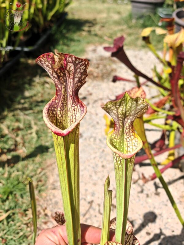Sarracenia hybride unique LBOB06