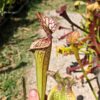 Sarracenia hybride unique LBOB06 – Image 2
