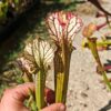 Sarracenia hybride unique LBOB06 – Image 3